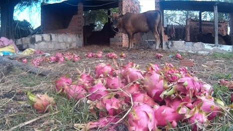 Bò ăn thanh long... vì giá bèo bọt